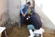 آغاز واکسیناسیون آبله گوسفند و بز در دامپزشکی شهرستان فامنین